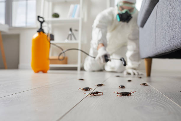 Commercial Rodent Management in Gladstone